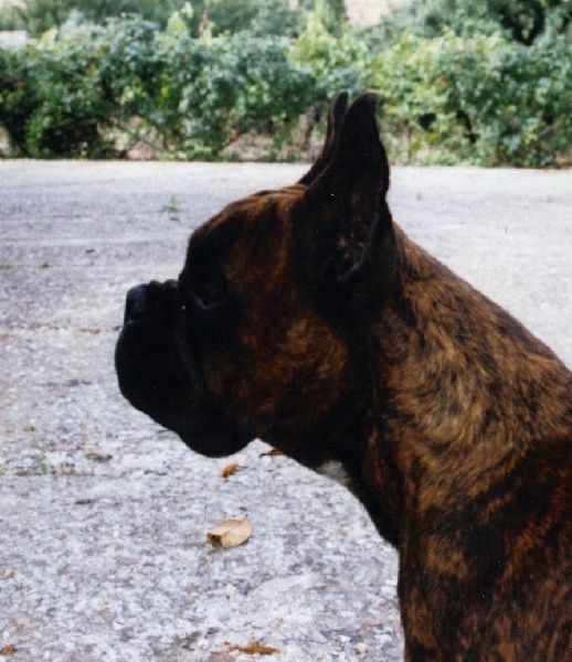 Gipsy du Val de la Lavande