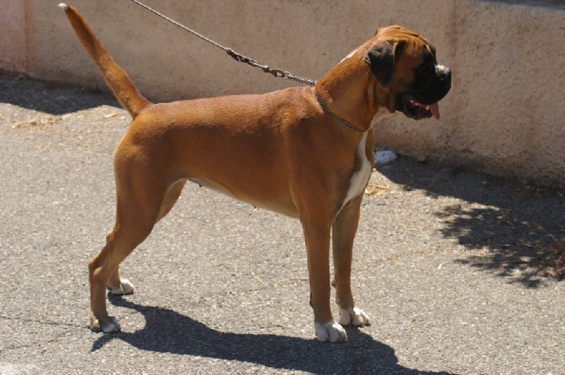 Diva du laouvas